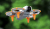 0e8f905f55c792f3c6d772f4f896804f.png