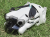 ce030ea03c85f2a261ea271f928f2b3a.png
