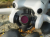 4ece587cd1501b5a8420241b9deeb09d.png
