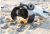 043be0a215c93e5154d02f3f65e2410b.png